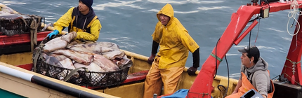 Pesca de la jibia en Valparaíso (7)