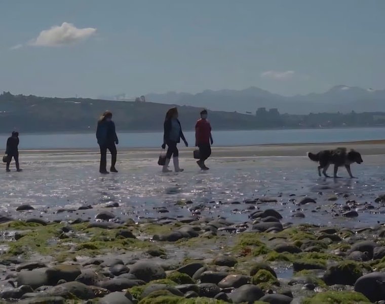 isla tenglo recolectoras